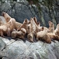 seals