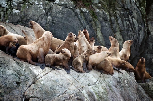 seals