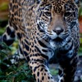Leopard at Seattle's Woodland Park Zoo