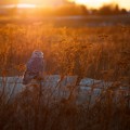 Snowy Owl