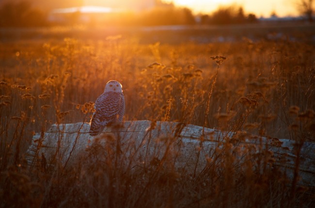 Snowy Owl